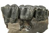Fossil Woolly Rhino (Coelodonta) Maxilla Section - Siberia #225188-1